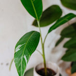 Healthy Musa × paradisiaca ‘Ae Ae’ Large in a decorative pot. A rare variegated banana plant with striking green and cream leaves for your indoor houseplant collection.