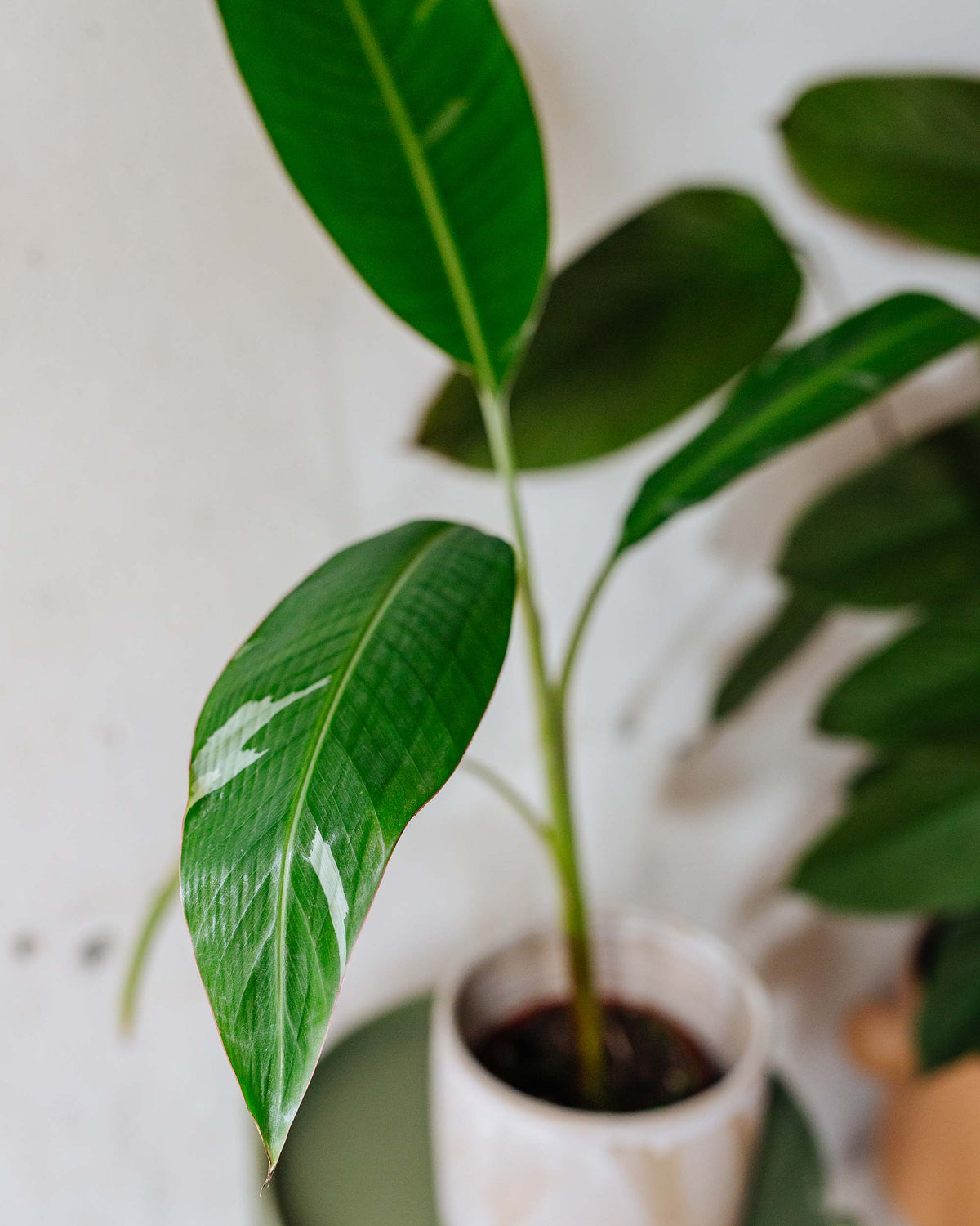 Healthy Musa × paradisiaca ‘Ae Ae’ Large in a decorative pot. A rare variegated banana plant with striking green and cream leaves for your indoor houseplant collection.
