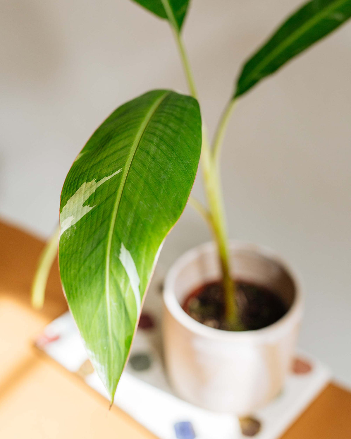 Healthy Musa × paradisiaca ‘Ae Ae’ Large showing its distinctive variegated leaves in a bright indoor space.