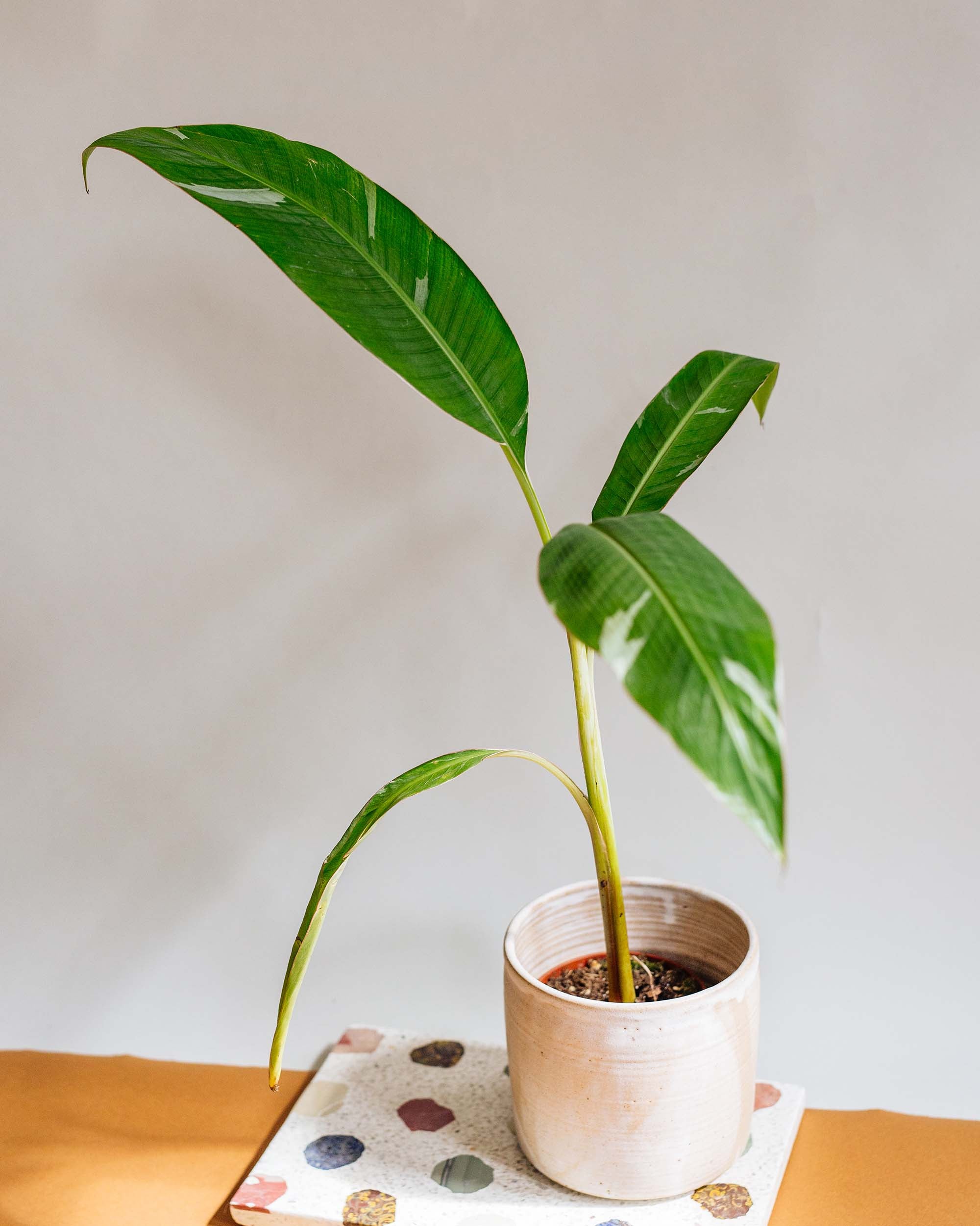 Musa Florida Variegata: Stunning Variegated Banana Plant – Plant