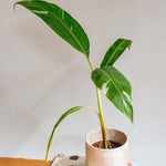 Musa × paradisiaca 'Ae Ae' Medium