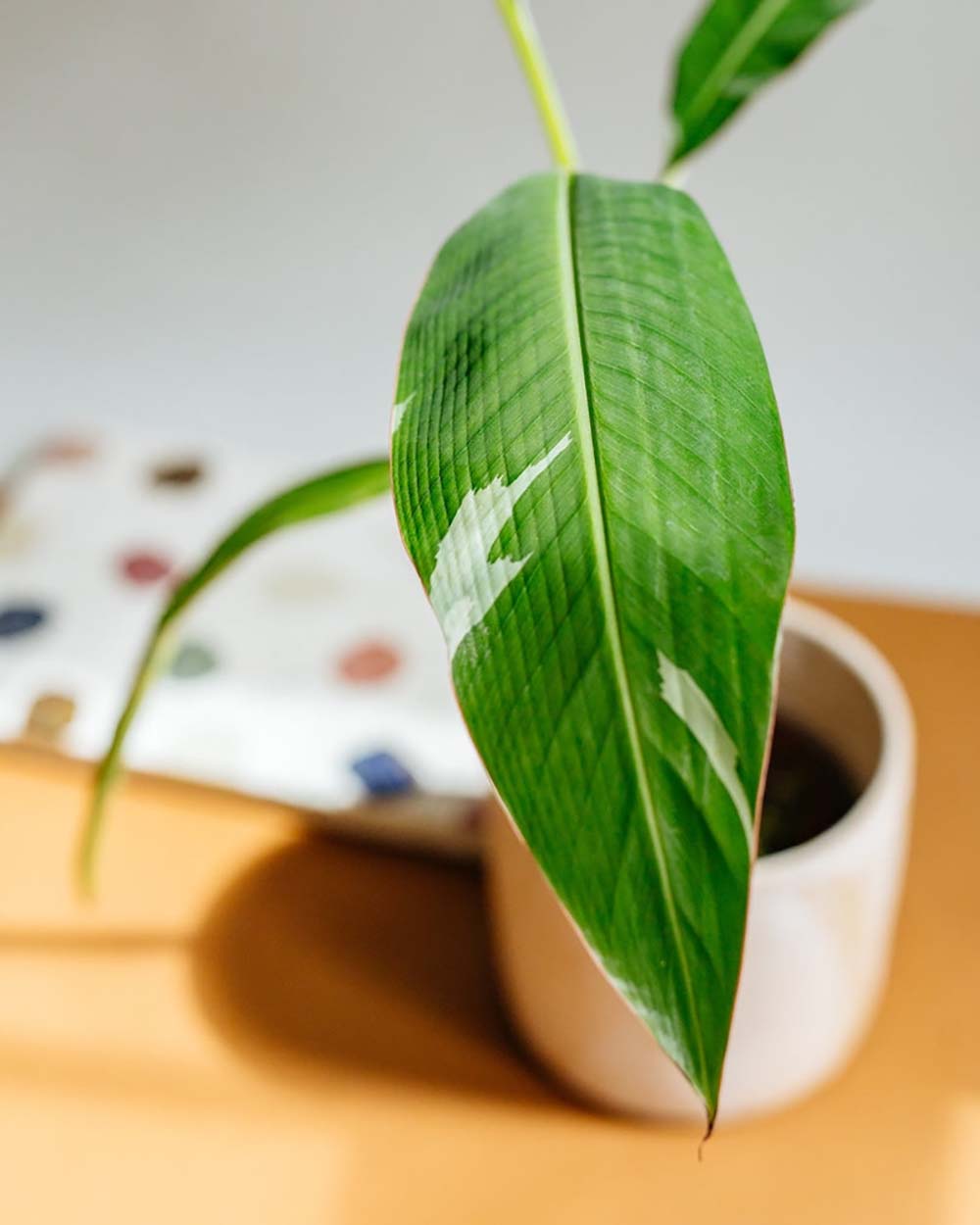 Musa × paradisiaca 'Ae Ae' Mittel