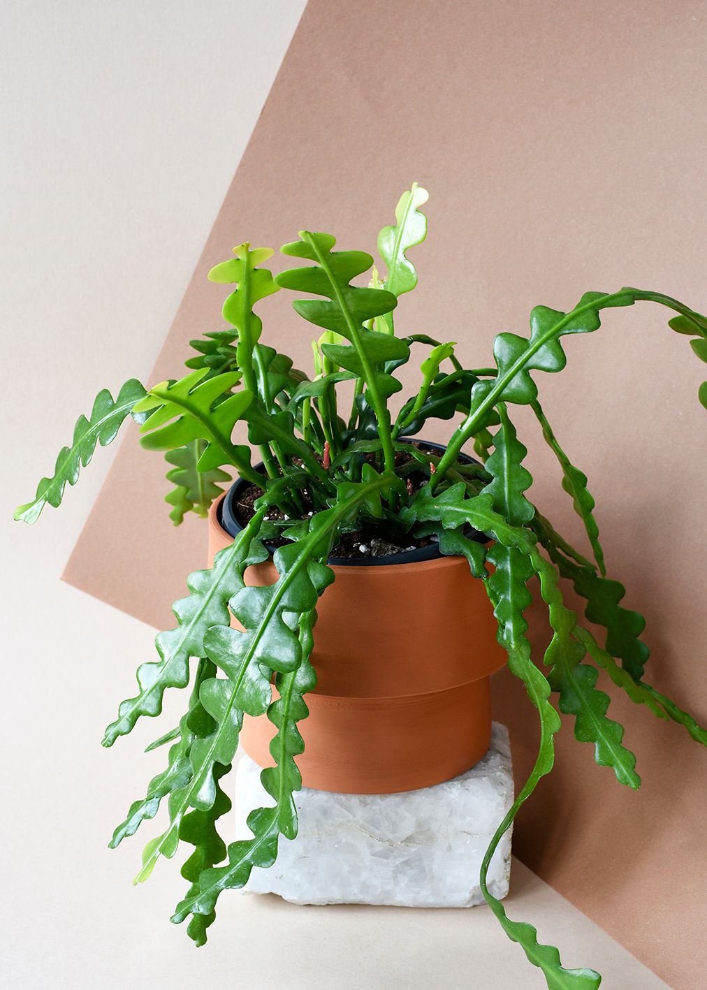 Epiphyllum Anguliger (Fishbone Cactus) M