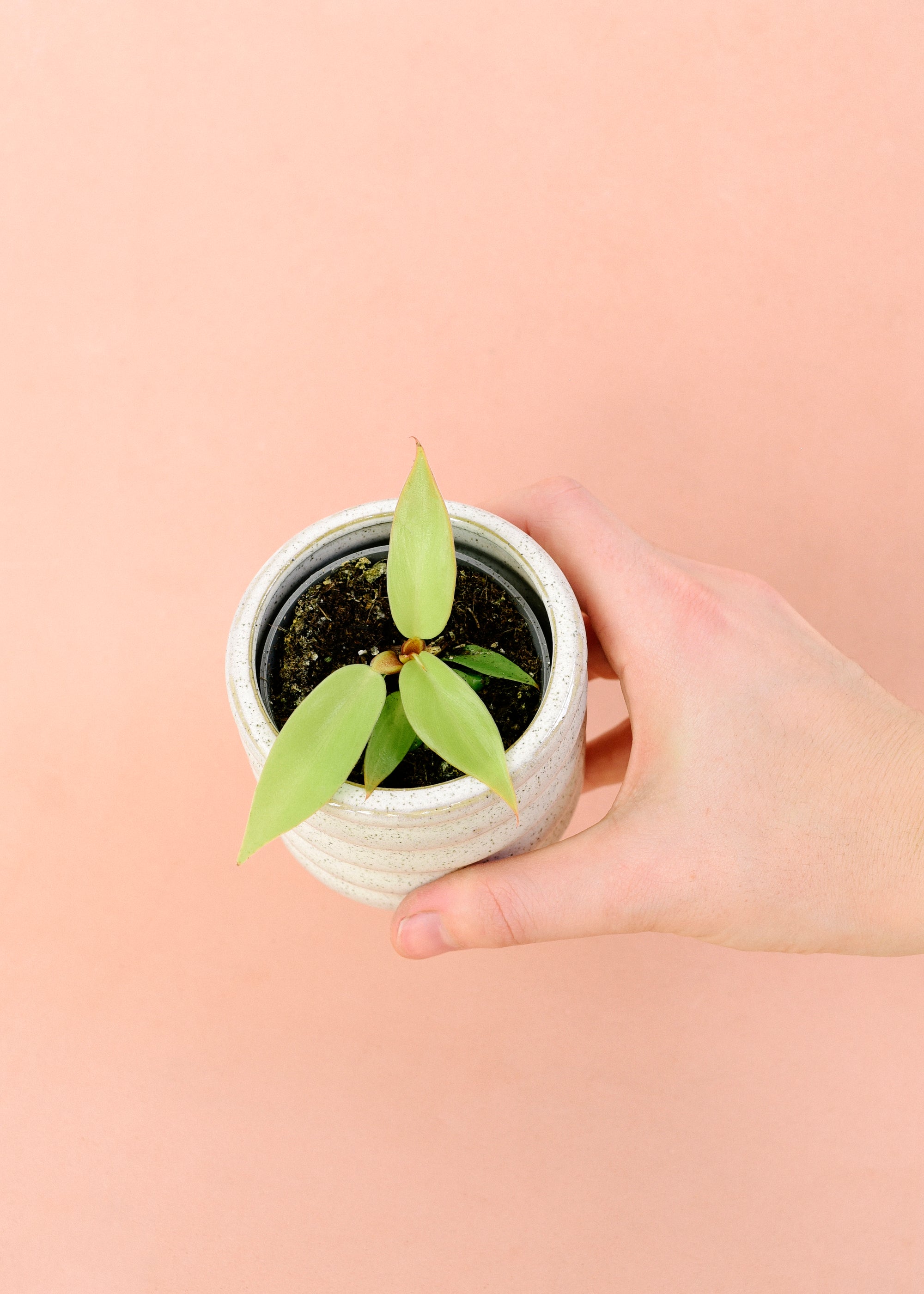 Philodendron Prince of Orange Plug