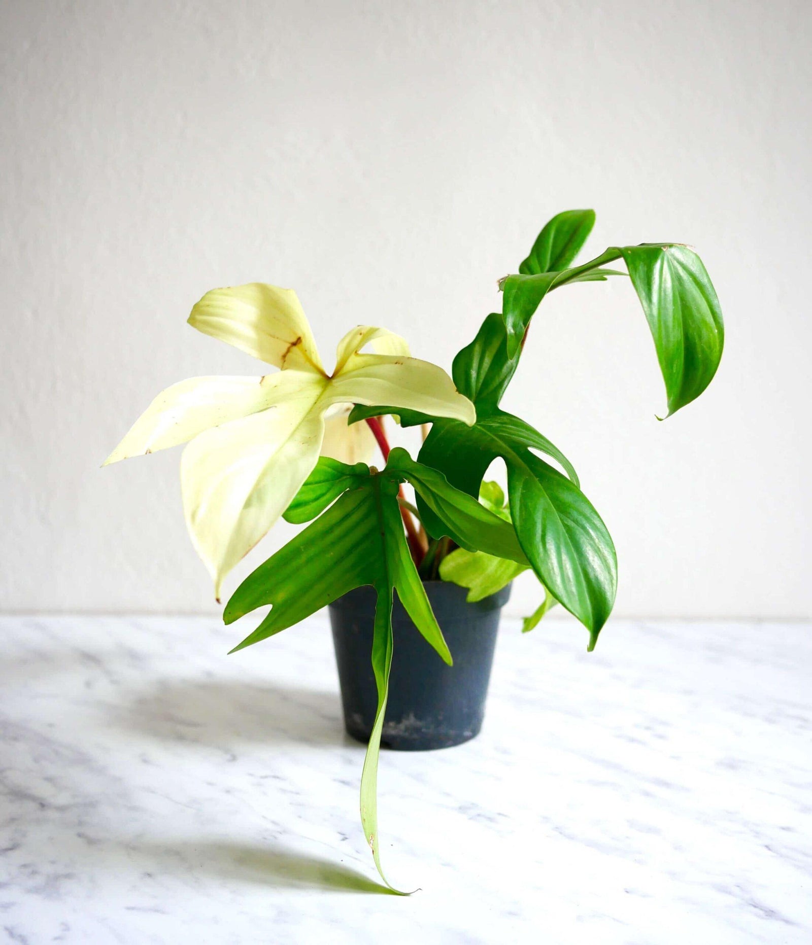 Philodendron Florida Ghost – Medium, Approx. 25.0cm height – 12.0cm Pot 4