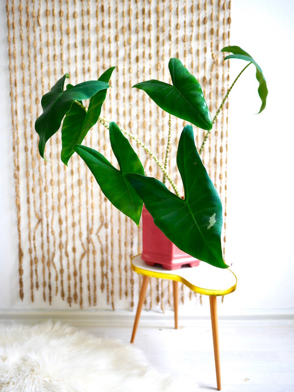 Plant Circle Alocasia Zebrina