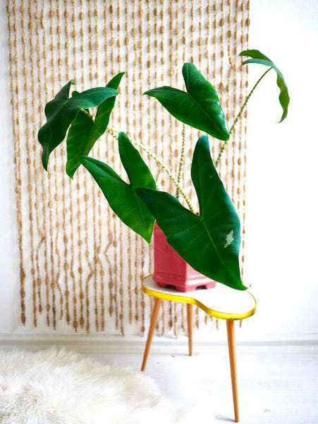 Alocasia Zebrina XXL Approx. 130.0cm heigh 32.0cm Pot