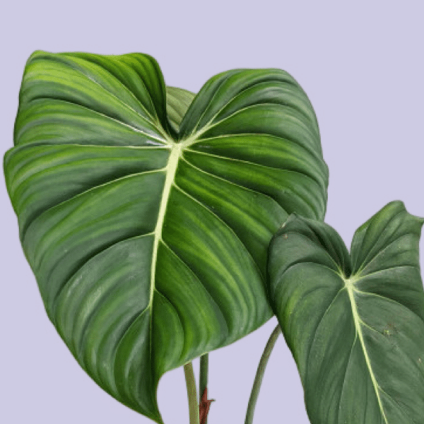 Philodendron 'Dean McDowell' (gloriosum x pastazanum) – Medium, Approx. 28.0cm height – 12.0cm Pot Default Title 1