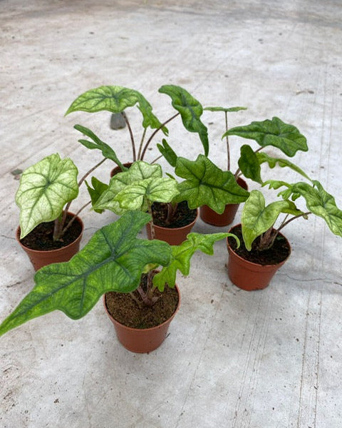 Alocasia ‘Jacklyn Ghost’ (‘Mint’) Baby
