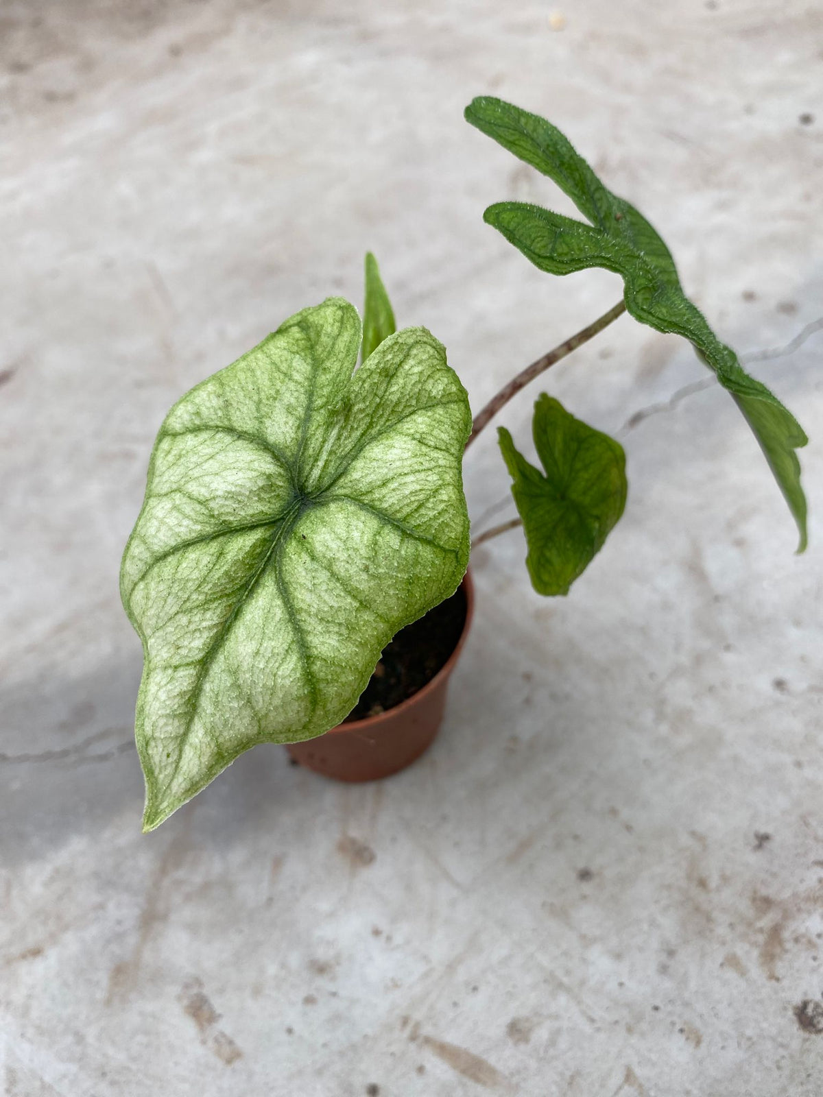 Alocasia ‘Jacklyn Ghost’ (‘Mint’) Baby