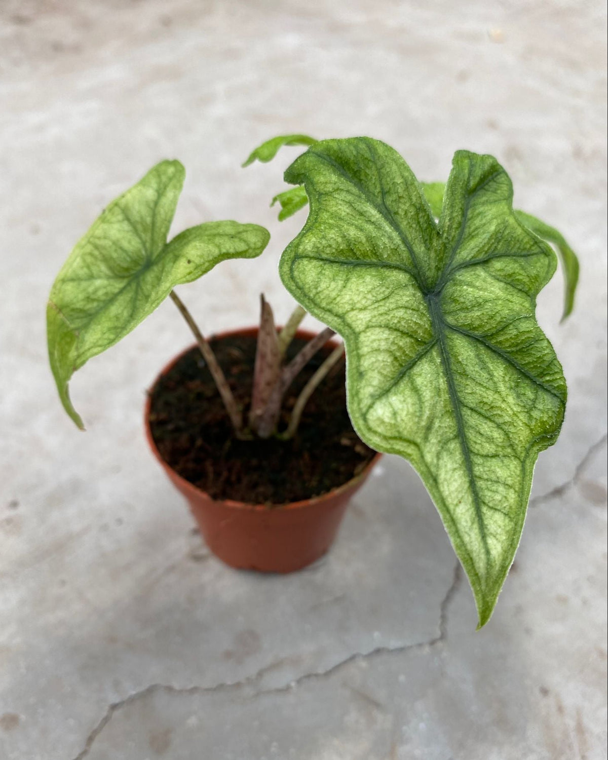Alocasia ‘Jacklyn Ghost’ (‘Mint’) Baby