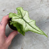 Alocasia ‘Jacklyn Ghost’ (‘Mint’) Baby