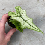 Alocasia ‘Jacklyn Ghost’ (‘Mint’) Baby