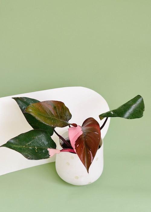 Close view of Philodendron Pink Princess leaves with soft pink and deep green tones against a light green backdrop.