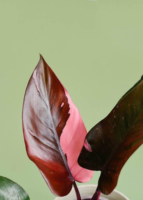 Philodendron Pink Princess leaf detail highlighting bold pink streaks and glossy foliage.