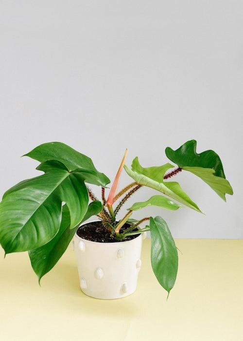Philodendron Squamiferum M – Medium, Approx. 20.0cm height – 12.0cm Pot Default Title 1