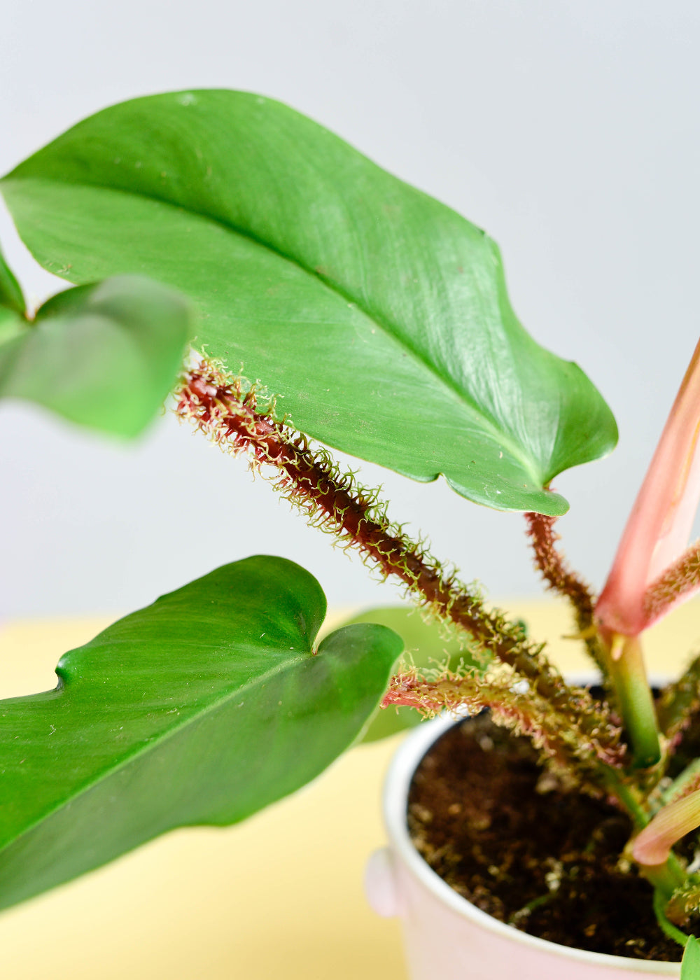Close-up of a Philodendron squamiferum plant with green leaves and red stems with fuzzy petioles on a light background