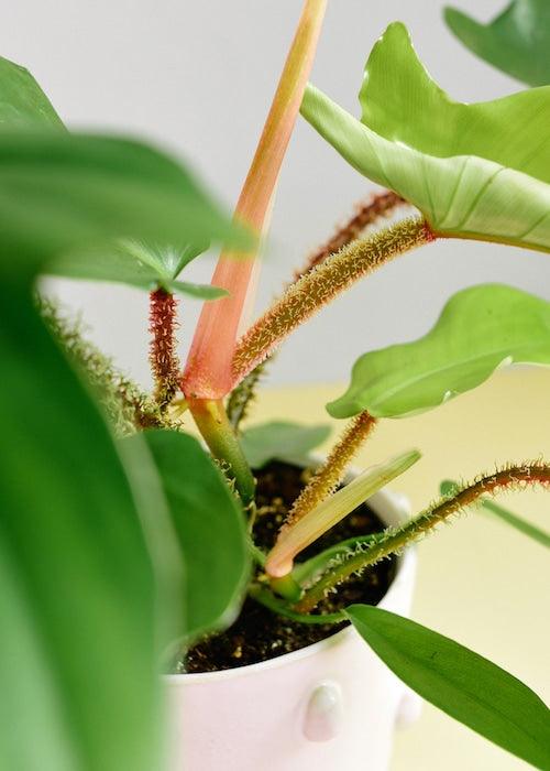 philodendron squamiferum juvenile Philodendron Squamiferum M by Plant Circle