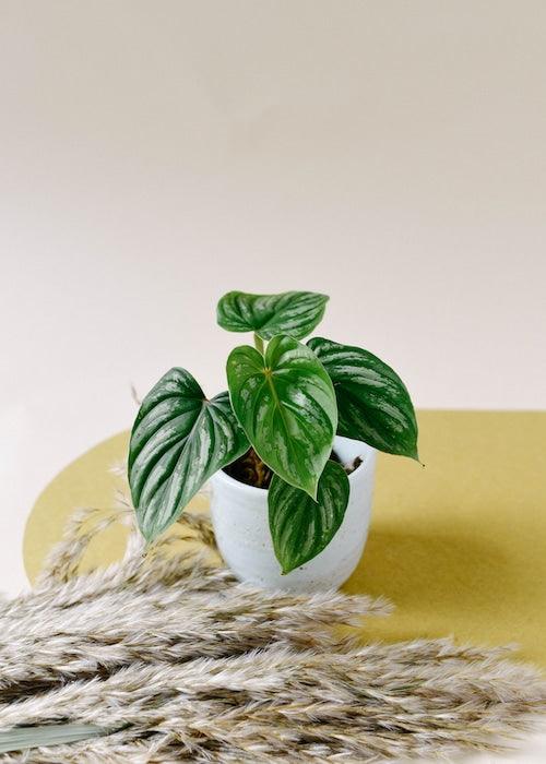 Healthy Philodendron Mamei Baby by Plant Circle. A perfect philodendron mamei baby by plant circle for your indoor houseplant collection.