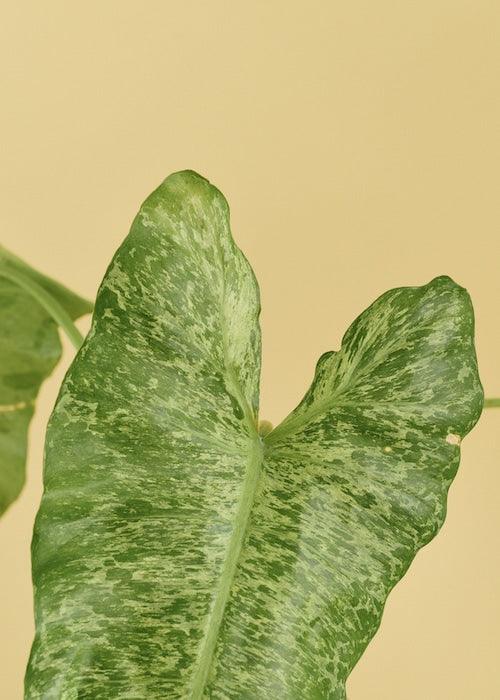 Philodendron Paraiso Verde – Medium, Approx. 35.0cm height – 12.0cm Pot 3