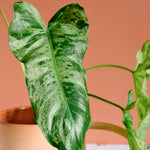 Close-up of a healthy mature Philodendron 'paraiso verde' plant in a pot against a brown background