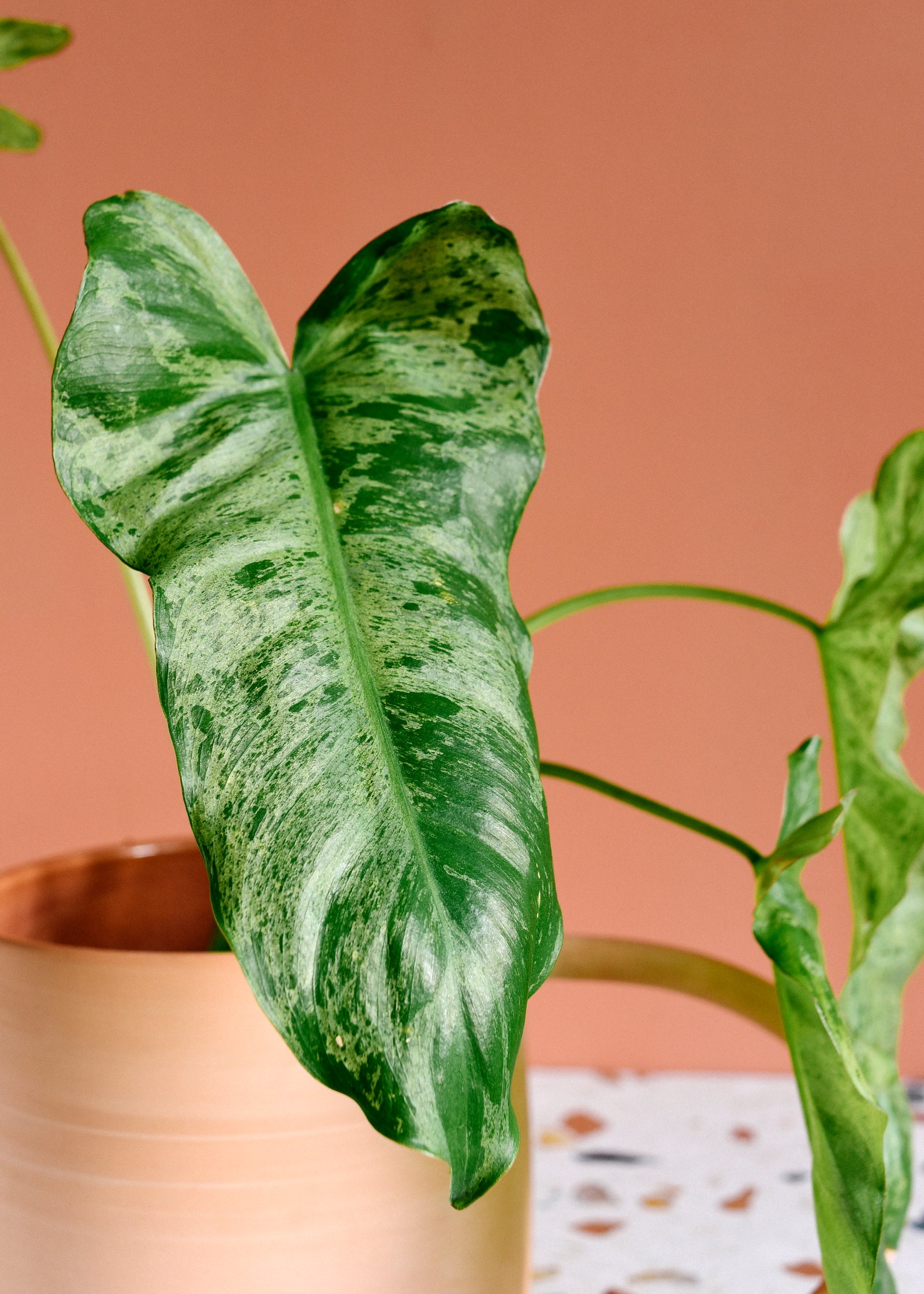 Close-up of a healthy mature Philodendron 'paraiso verde' plant in a pot against a brown background