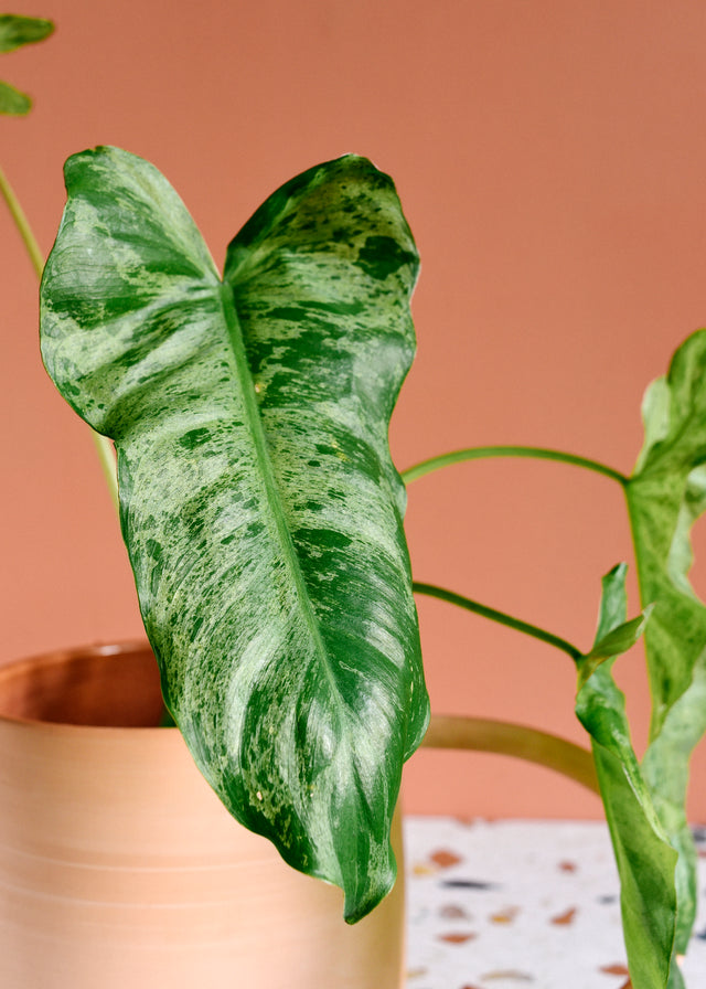 Close-up of a healthy mature Philodendron 'paraiso verde' plant in a pot against a brown background