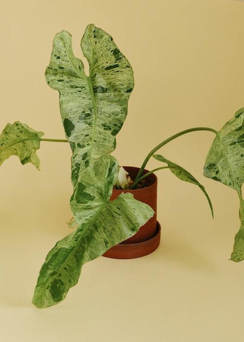 Philodendron Paraiso Verde – Medium, Approx. 35.0cm height – 12.0cm Pot 5