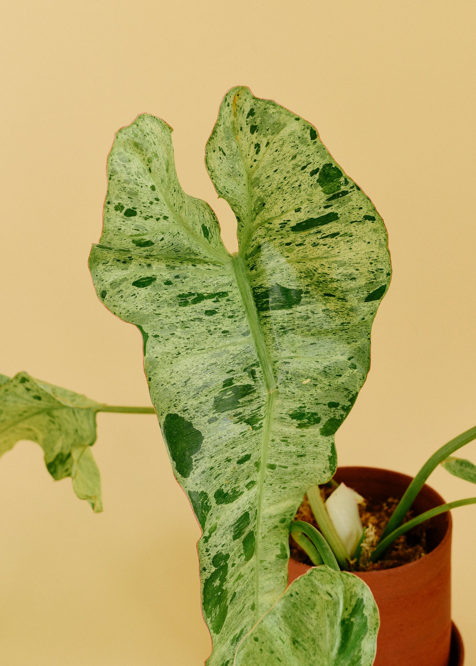 Variegated Philodendron 'paraiso verde' leaf of a plant with a beige background