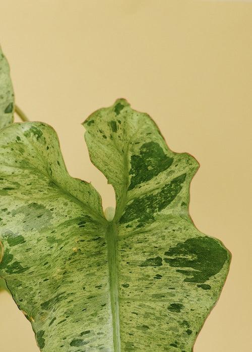 Philodendron Paraiso Verde – Medium, Approx. 35.0cm height – 12.0cm Pot 4