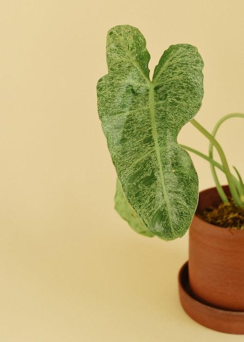 Healthy Philodendron Paraiso Verde by Plant Circle – Medium, Approx. 35.0cm height by Plant Circle – 12.0cm Pot. A perfect philodendron paraiso verde by plant circle – medium, approx. 35.0cm height by plant circle – 12.0cm pot for your indoor houseplant collection.