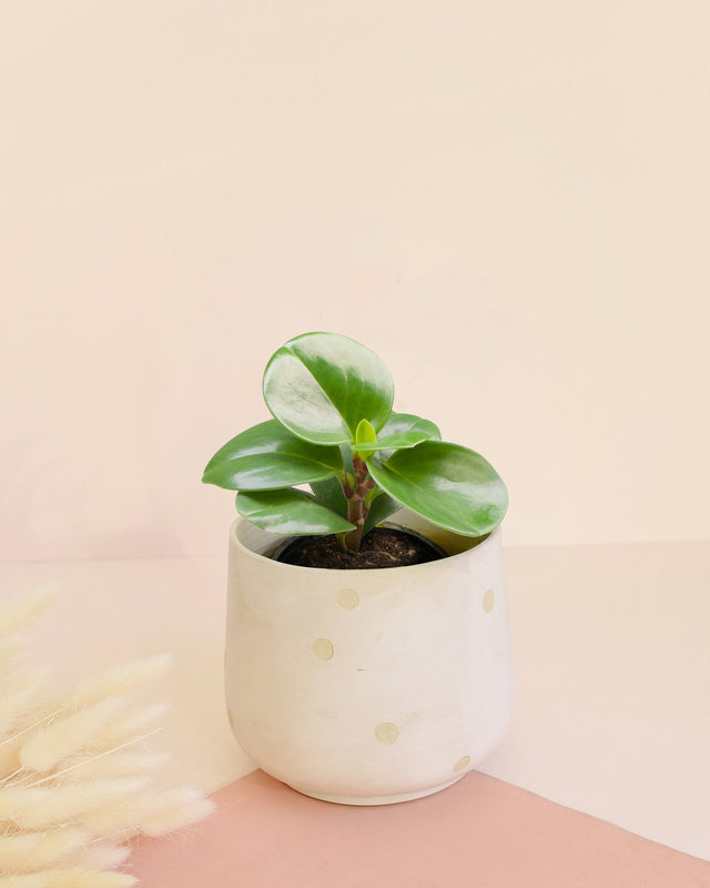 Peperomia Obtusifolia Baby
