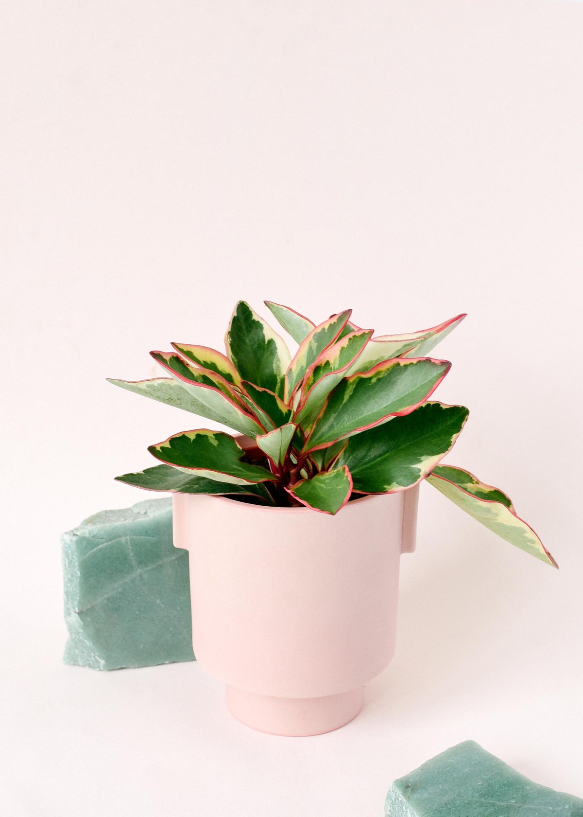 Peperomia Clusifolia 'Jellie' Medium by Plant Circle -  Plant Circle.