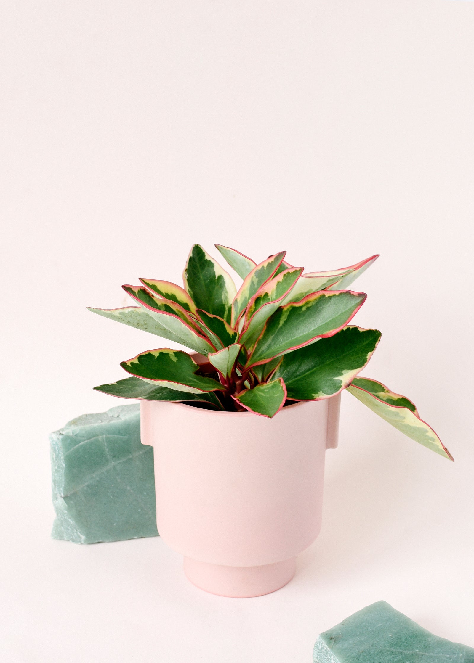 Peperomia Clusifolia