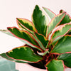 Peperomia Clusifolia