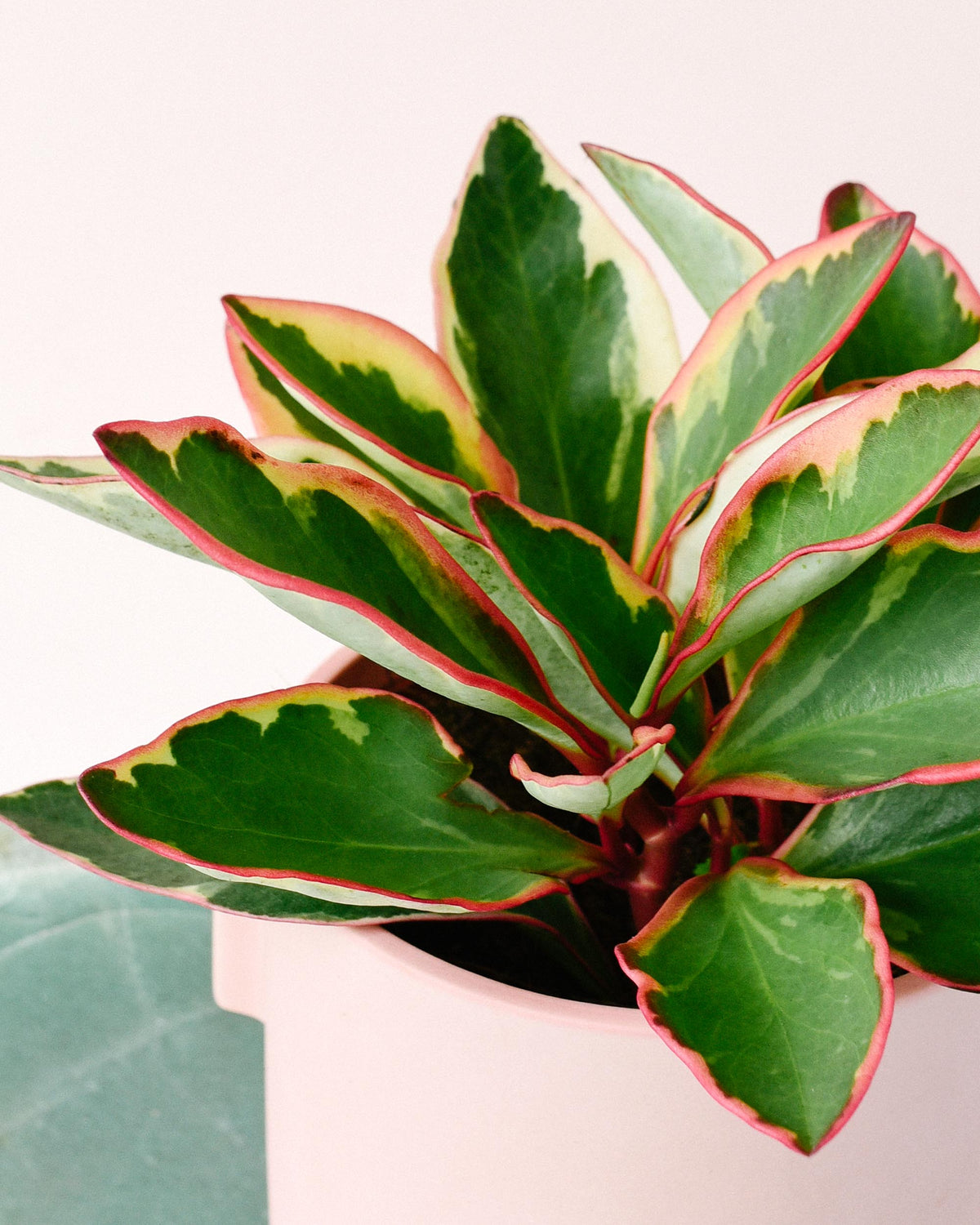 Peperomia Clusifolia 'Jellie' Medium by Plant Circle -  Plant Circle.