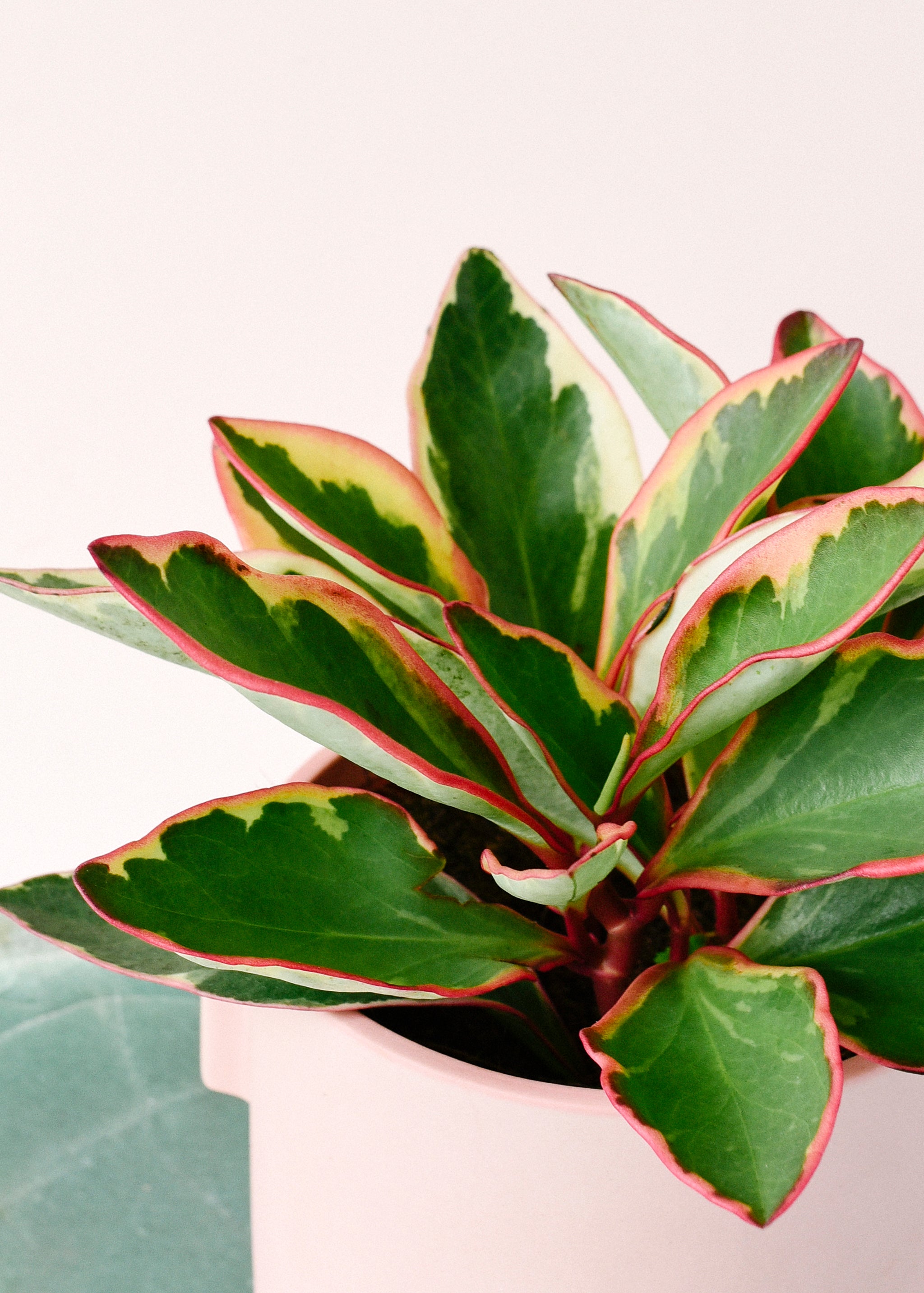 Peperomia Clusifolia