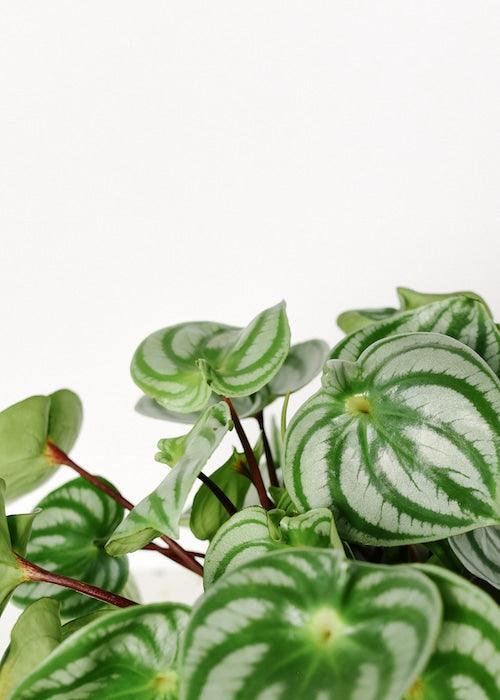 Healthy Peperomia Argyreia 'Watermelon Peperomia'Medium. A perfect peperomia argyreia 'watermelon peperomia'medium for your indoor houseplant collection.