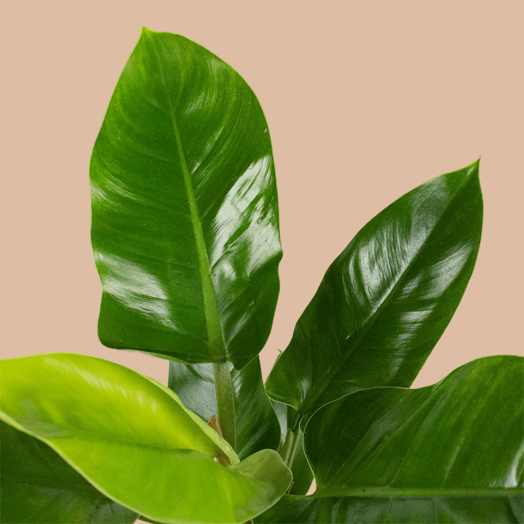 Philodendron Erubescens 'Imperial Green' L – Large, Approx. 60.0cm height – 19.0cm Pot Default Title 1