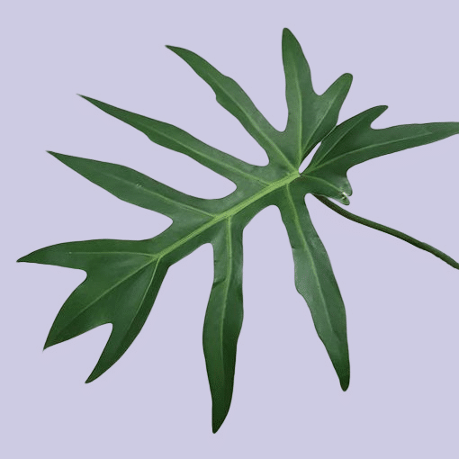 Green healthy mature philodendron radiatum leaf on a light purple background