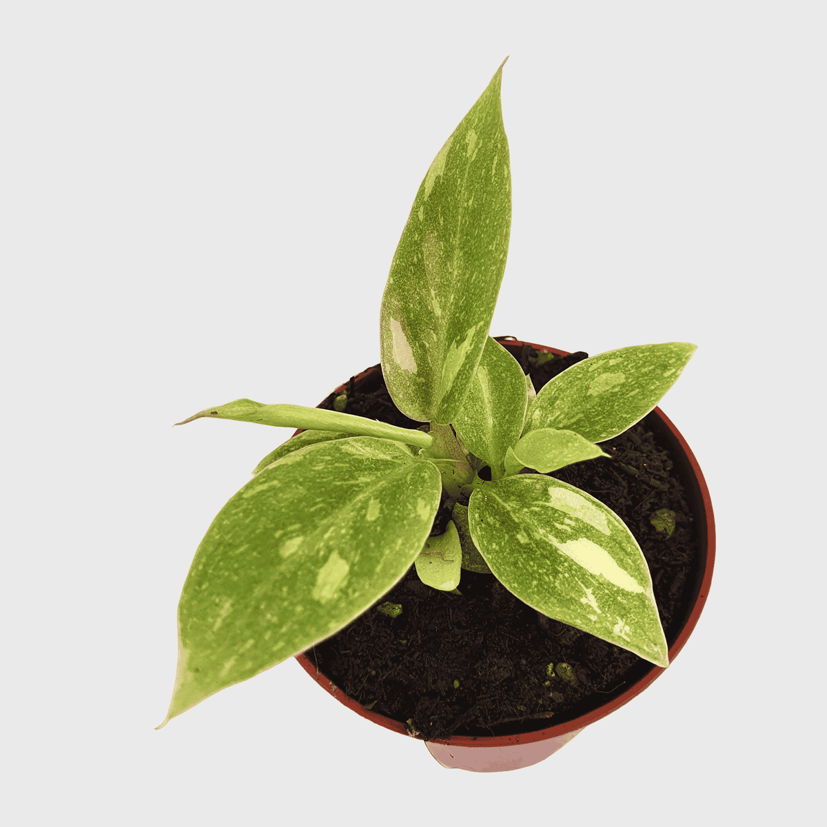 Philodendron 'Ring of Fire' Baby