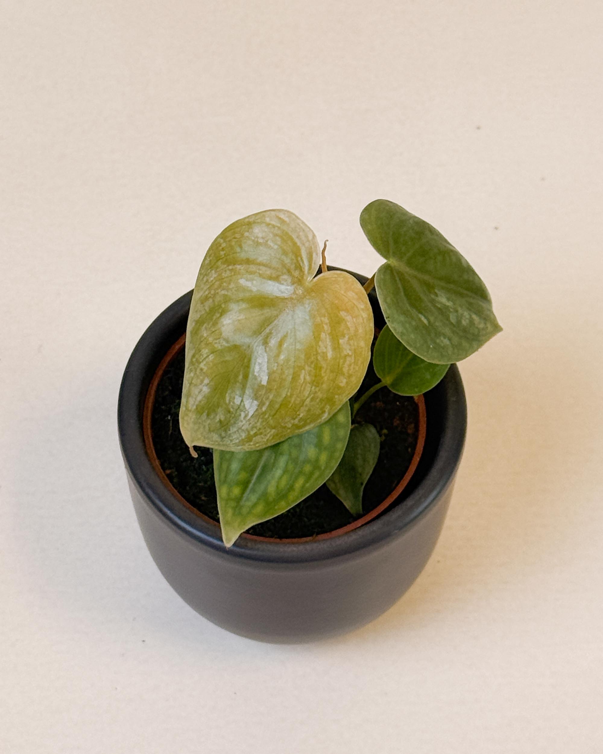 Philodendron ‘Majestic’ baby in round black pot showing new silver-marbled foliage.

