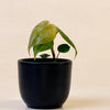 Baby Philodendron ‘Majestic’ in black pot with silver-green textured leaves and velvety sheen.
