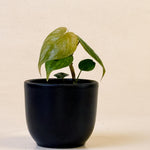 Baby Philodendron ‘Majestic’ in black pot with silver-green textured leaves and velvety sheen.
