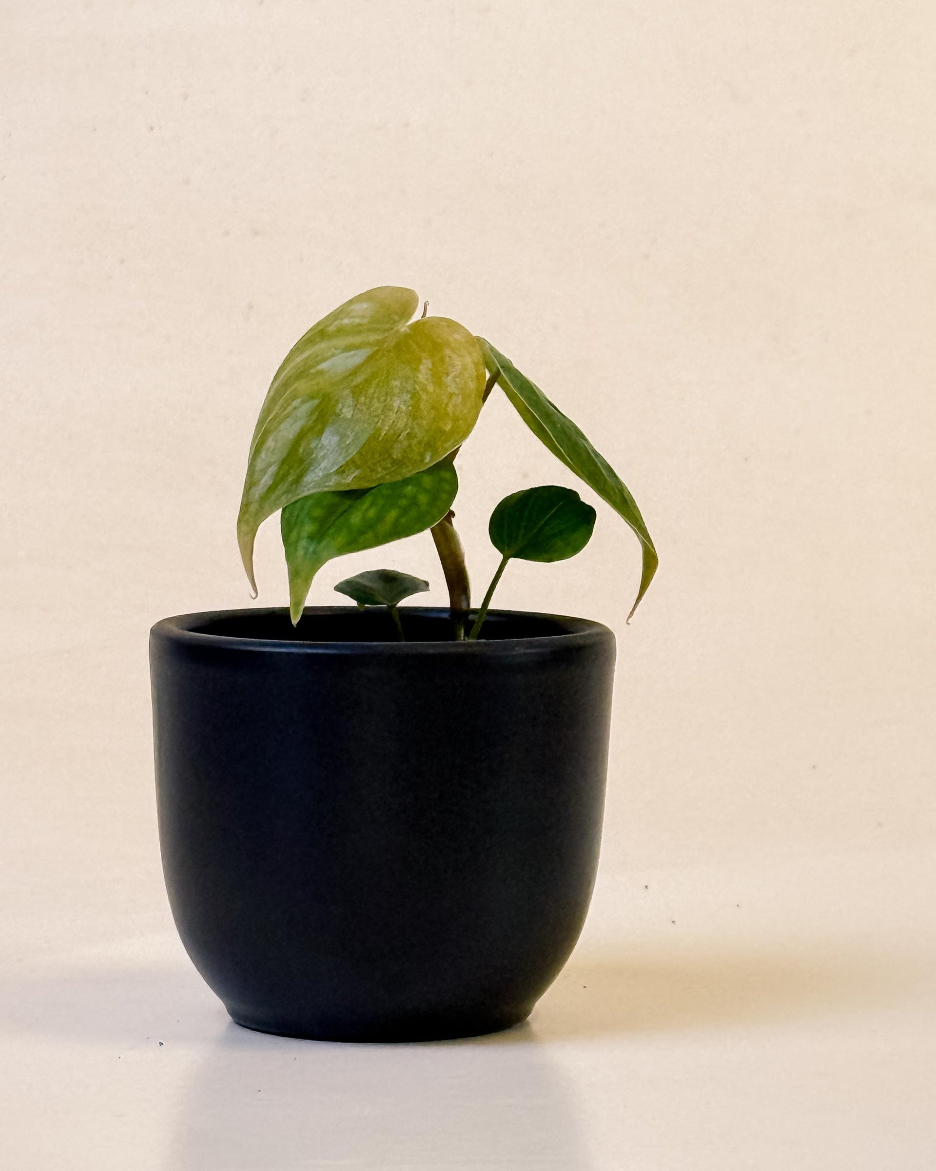 15767 philodendron circle Philodendron 'Majestic' (sodiroi x verrucosum) Baby