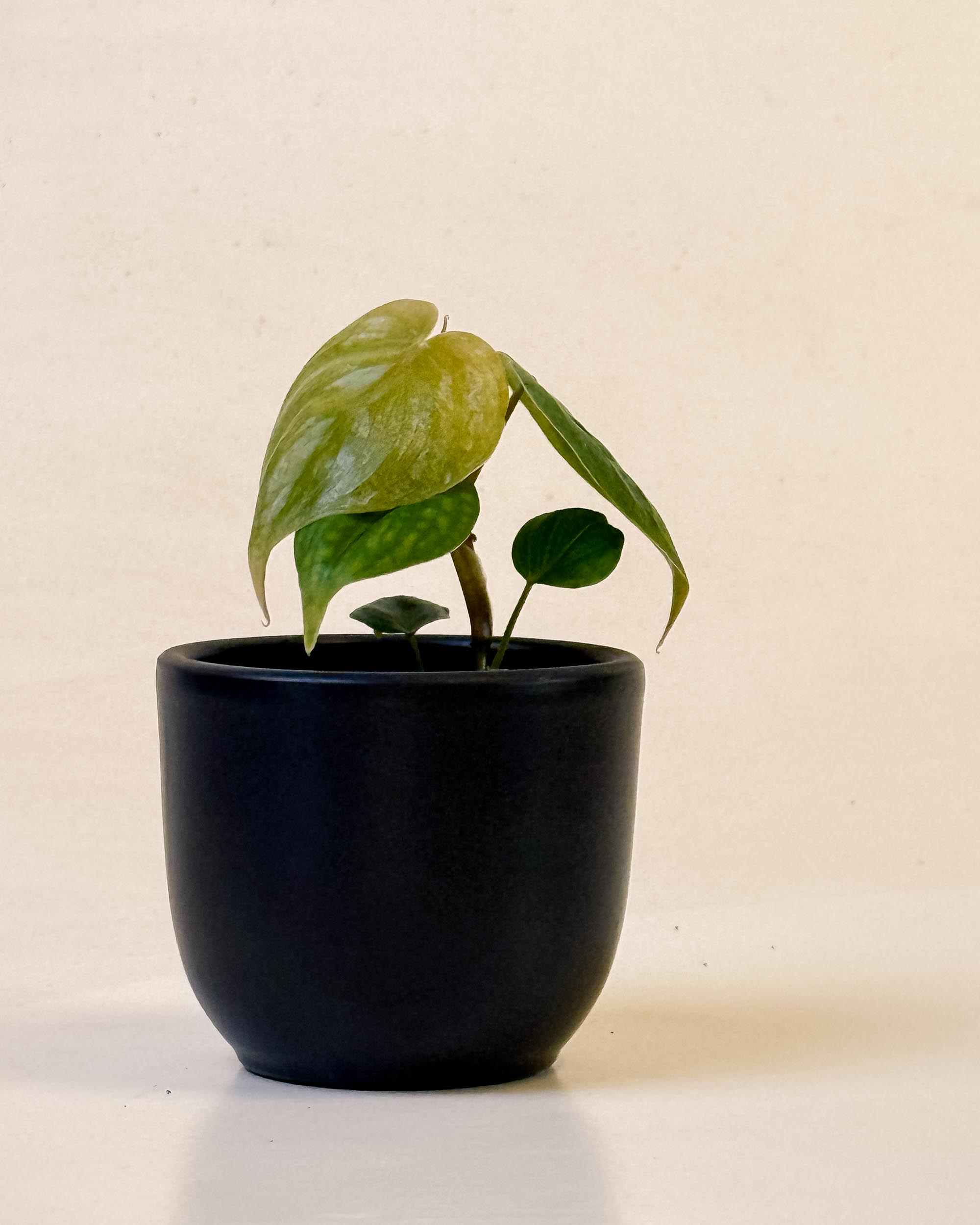 Baby Philodendron ‘Majestic’ in black pot with silver-green textured leaves and velvety sheen.

