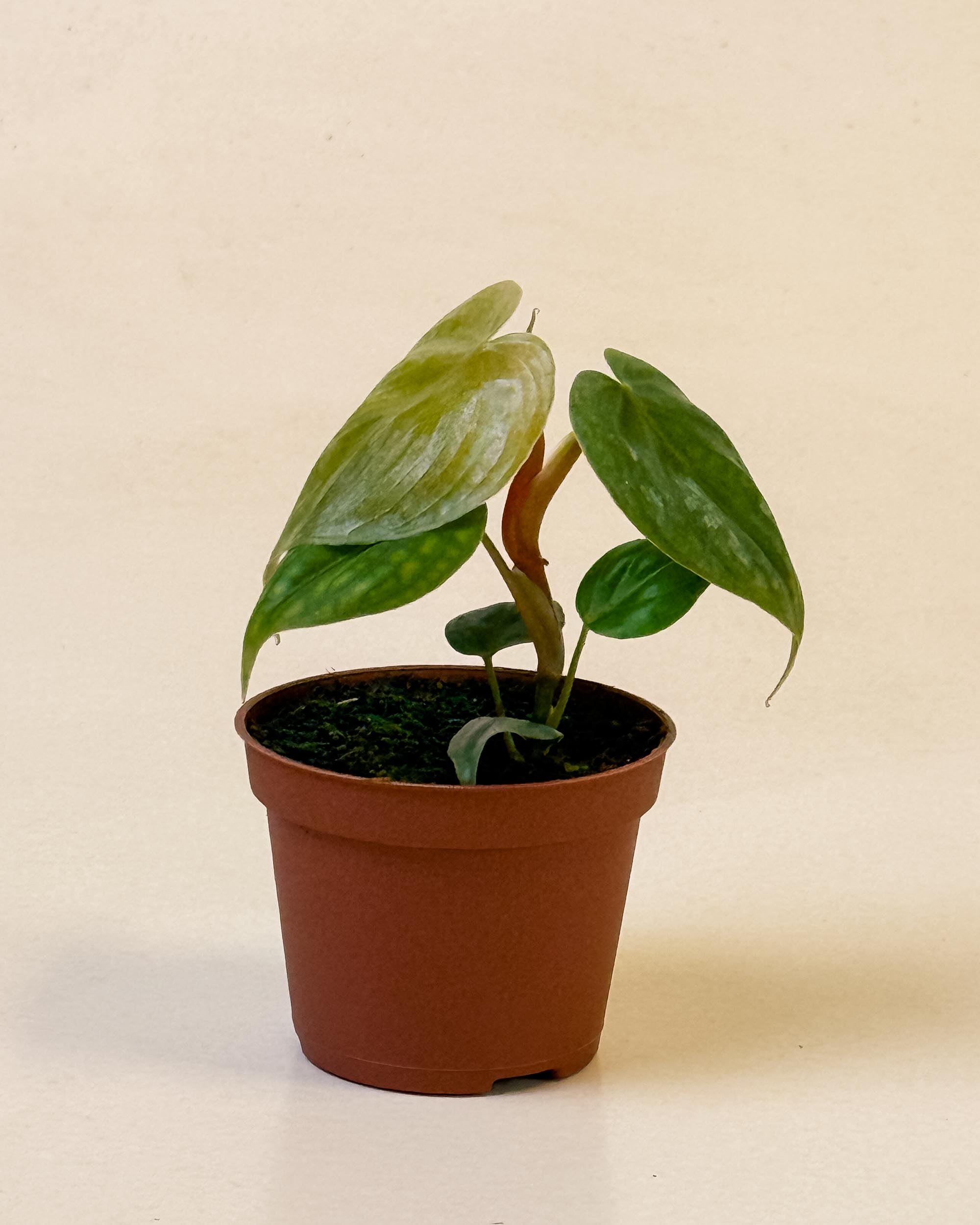 Baby Philodendron ‘Majestic’ in nursery pot with emerging silver-toned leaves and upright stems.
