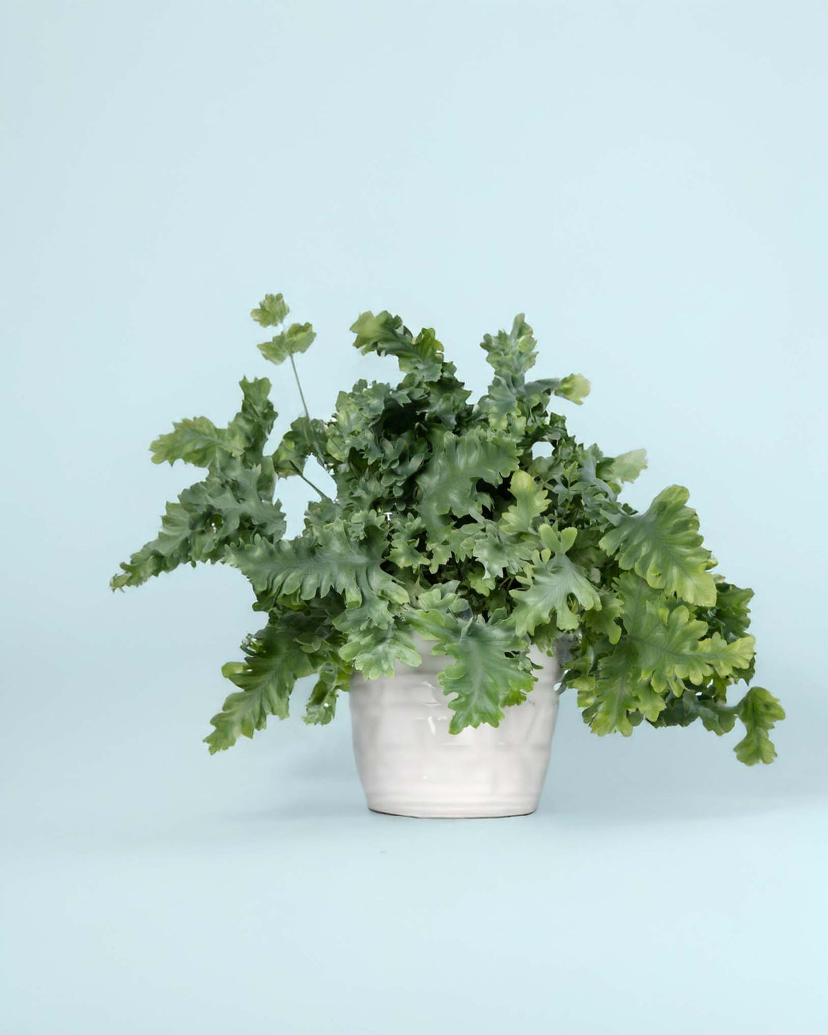 Large Phlebodium aureum ‘Davana’ fern in white pot with full, curly blue-green fronds against light blue background.
