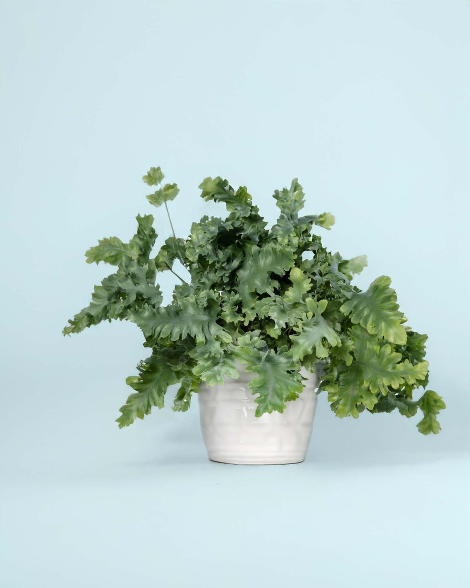 Large Phlebodium aureum ‘Davana’ fern in white pot with full, curly blue-green fronds against light blue background.

