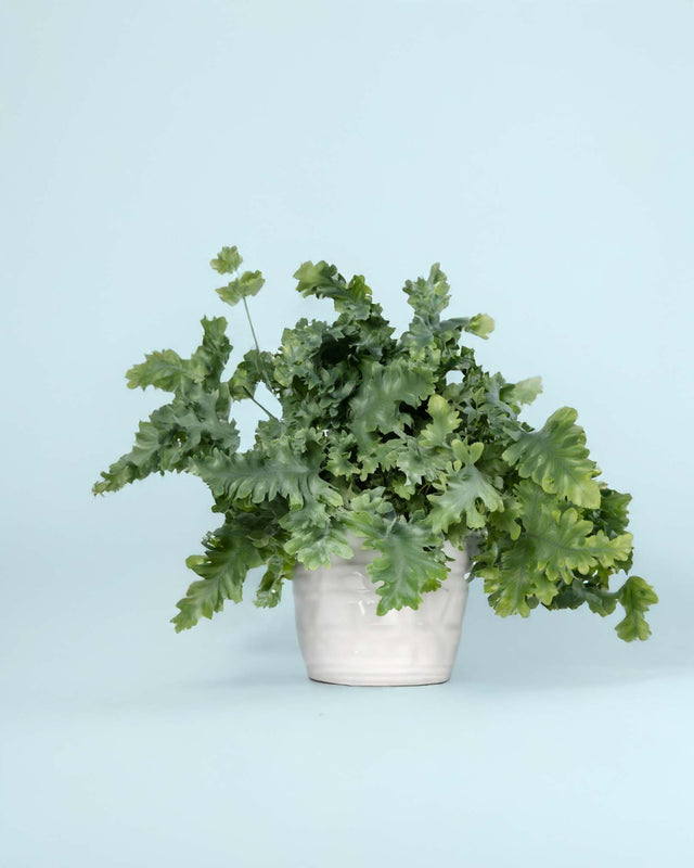 Large Phlebodium aureum ‘Davana’ fern in white pot with full, curly blue-green fronds against light blue background.
